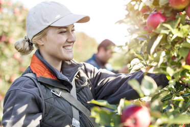 Smiling female farmer harvesting apples in orchard - CAIF09985