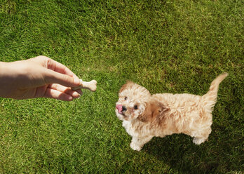 Persönliche Perspektive Tierhalter hält Leckerli über Hund leckt Lippen im Gras - CAIF09988