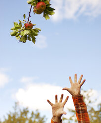 Cropper Bild der Hände erreichen Äpfel auf Baum - CAVF05053