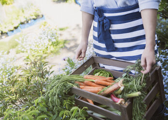 Frau erntet frische Karotten und Gemüse im Garten - CAIF10355