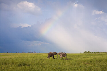 Elephants fighting on grassy field - CAVF05192