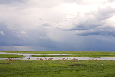 Scenic view of deers gazing on landscape against sky - CAVF05196