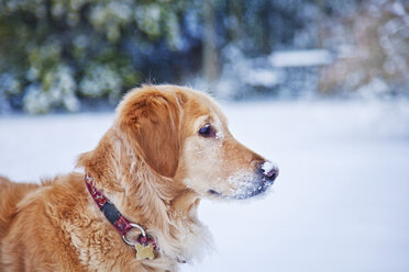 Seitenansicht eines Hundes auf einem Schneefeld - CAVF05221