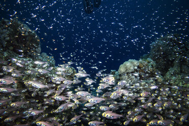 Fische schwimmen im Meer - CAVF05225