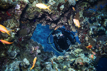 Taucher schwimmt durch Kohlen und Fische unter Wasser - CAVF05227