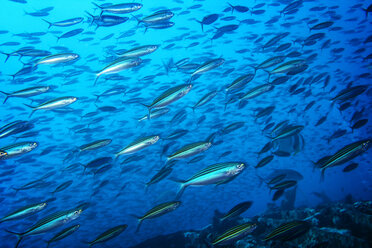 Fish swimming in water - CAVF05229