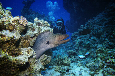 Man scuba diving by moray eel underwater - CAVF05232