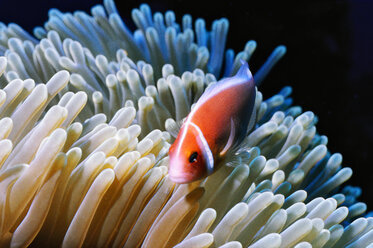 Fish swimming by sea anemone - CAVF05236