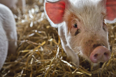 Close-up of pig standing in farm - CAVF05375