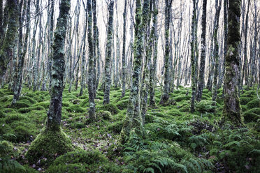 Landschaftliche Ansicht von Bäumen im Wald - CAVF05476