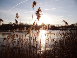 Grass growing by lake against sky during sunset - CAVF05511