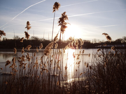 Gras wächst am See gegen den Himmel bei Sonnenuntergang - CAVF05511