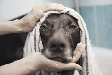 Close up portrait serious black dog being bathed - CAIF11139