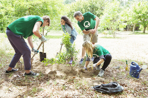 Freiwillige Umweltschützer pflanzen einen neuen Baum - CAIF11980