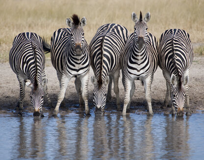 Fünf Zebras in einer Reihe an der Wasserstelle - CAIF12263