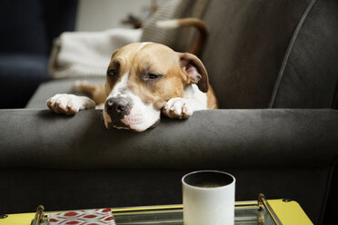 Porträt eines Hundes, der zu Hause auf dem Sofa liegt - CAVF05629