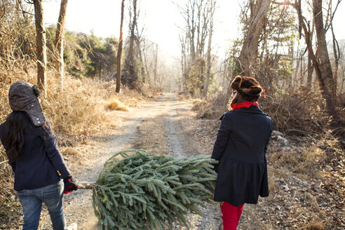 Friends carrying pine tree for Christmas - CAVF05654