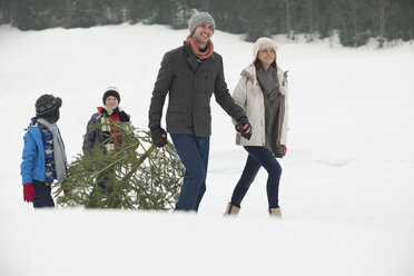 Lächelnde Familie schleppt frischen Weihnachtsbaum in verschneitem Feld - CAIF12417