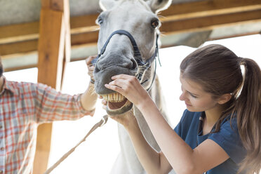 Veterinarian checking horse’s teeth - CAIF13022