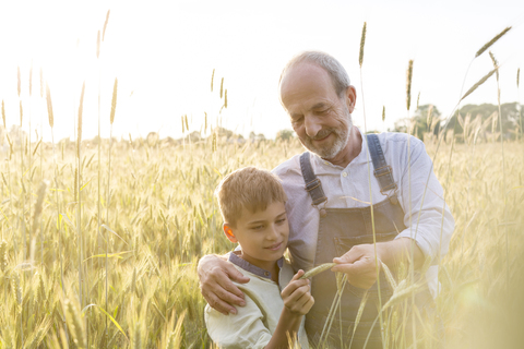 Farmer grandfather and grandson examining rural wheat crop stock photo