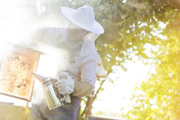 Imker setzt Smoker ein, um Bienen zu beruhigen - CAIF13036