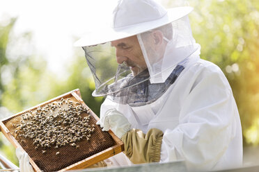 Imker im Schutzanzug bei der Untersuchung von Bienen auf Waben - CAIF13038
