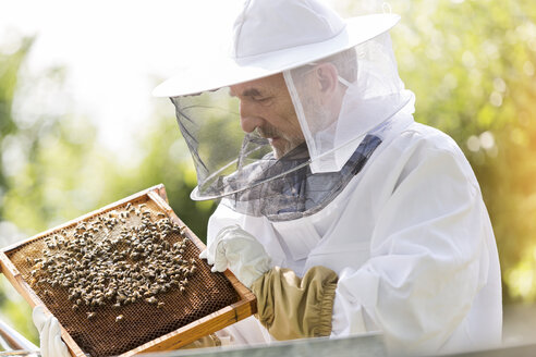 Imker im Schutzanzug bei der Untersuchung von Bienen auf Waben - CAIF13038