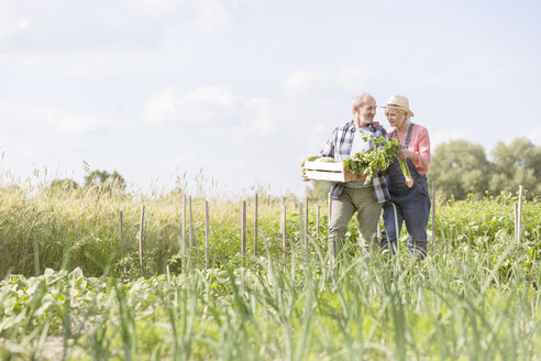 Älteres Paar erntet Gemüse im sonnigen Garten - CAIF13040