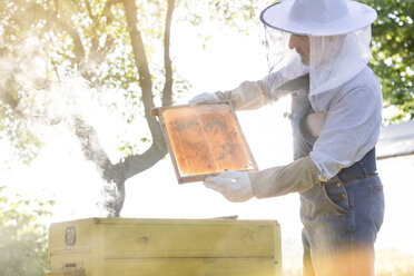 Imker in Schutzkleidung bei der Untersuchung von Bienen auf Honigwaben - CAIF13046