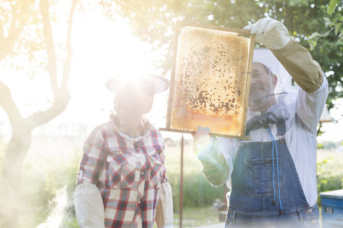 Imker begutachten sonnige Bienen auf Waben - CAIF13048