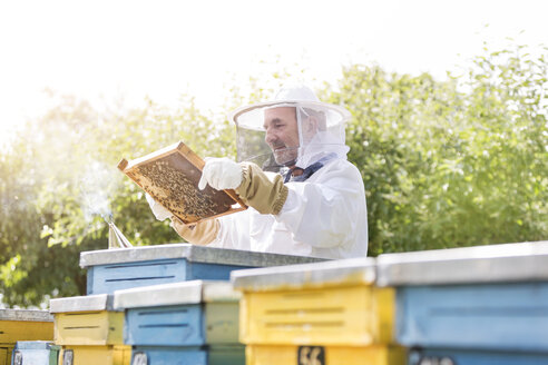 Imker im Schutzanzug bei der Untersuchung von Bienen auf Waben - CAIF13050