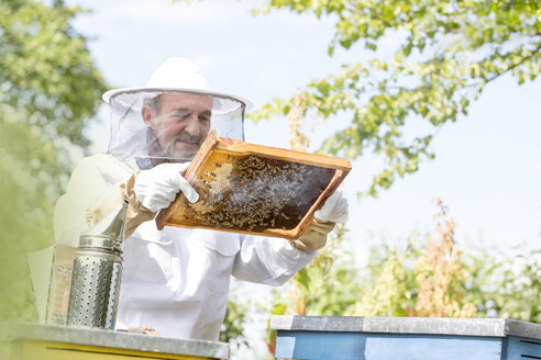 Imker im Schutzanzug bei der Untersuchung von Bienen auf Waben - CAIF13051