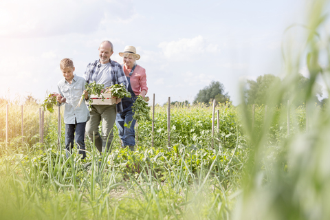 Großeltern und Enkel ernten Gemüse im sonnigen Garten, lizenzfreies Stockfoto