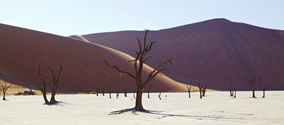 Blick auf Sanddünen und Kameldornbäume in der sonnigen Wüste - CAIF14536