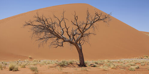 Blick auf kahlen Baum, trockenes Gras und Sanddüne in sonniger Wüste - CAIF14538