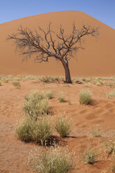 Blick auf kahlen Baum, Gras, Sanddüne und blauer Himmel in sonniger Wüste - CAIF14544