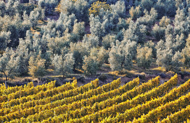 Elevated view of trees growing beside field in sunlight - CAIF14545