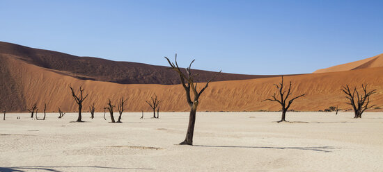 Blick auf kahle Bäume, Sanddünen und blauen Himmel in der sonnigen Wüste - CAIF14546