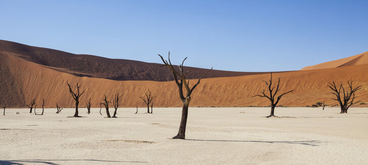 Blick auf kahle Bäume, Sanddünen und blauen Himmel in der sonnigen Wüste - CAIF14546