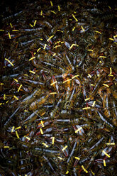 Close-up of lobsters - CAVF06288