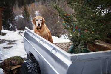 Golden Retriever mit Weihnachtsbaum in Pick-up-Truck - CAVF06400