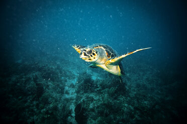 Meeresschildkröte schwimmt im Wasser - CAVF06508
