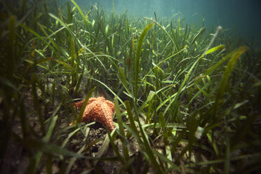 Orange starfish on surface in sea - CAVF06509