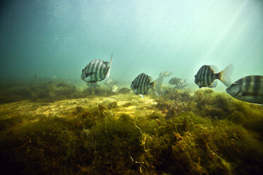 Unterwasser schwimmende Fische - CAVF06510