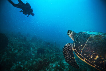 Man scuba diving with sea turtle swimming in water - CAVF06514