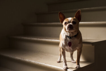 Französische Bulldogge schaut nach oben, während sie zu Hause auf den Stufen steht - CAVF06833