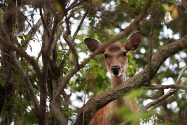 Porträt eines Rehs im Wald - CAVF07058