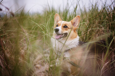 Corgi dog standing in grassy field - CAVF07193