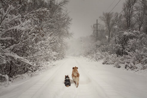 Rear view of dogs on snow field - CAVF07203