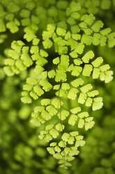 Close-up of green plant - CAVF07272